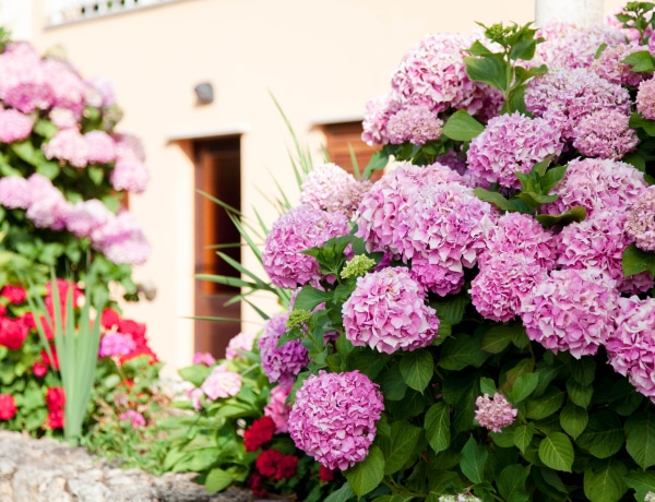 10 csodaszép növény, ami remekül mutatna a házad előtt