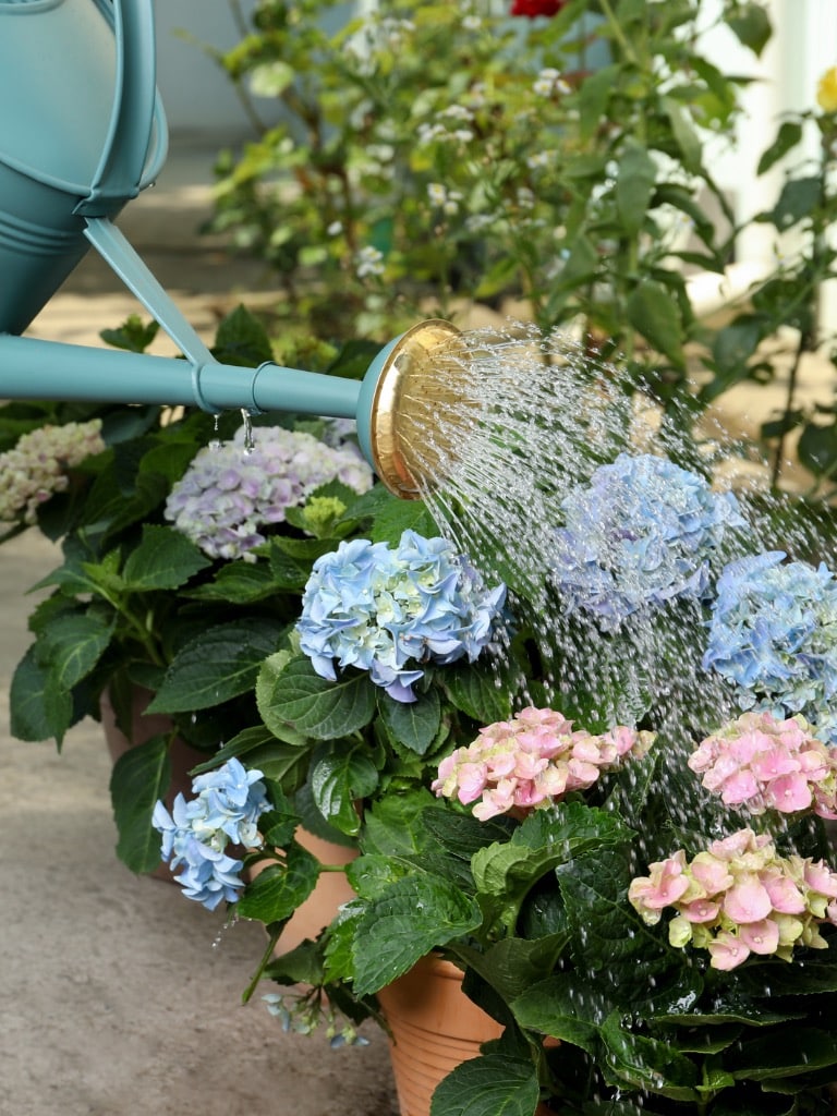 Öntözd rendszerességgel!