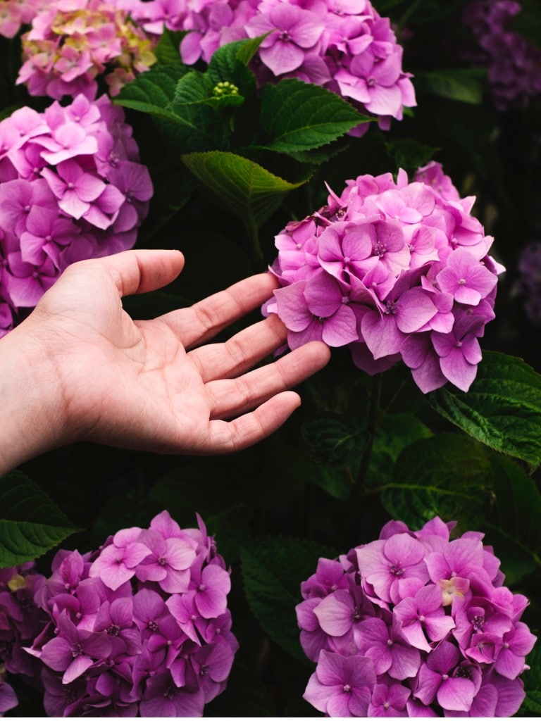 A rózsaszín hortenziának magasabb pH-ra van szüksége