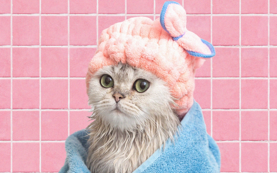 Kell-e fürdetni a macskákat? És ha igen, hogyan csináld?