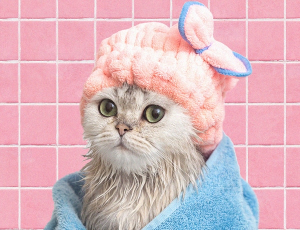 Kell-e fürdetni a macskákat? És ha igen, hogyan csináld?