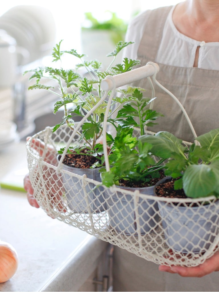 Teremts helyet egy fűszerkertnek