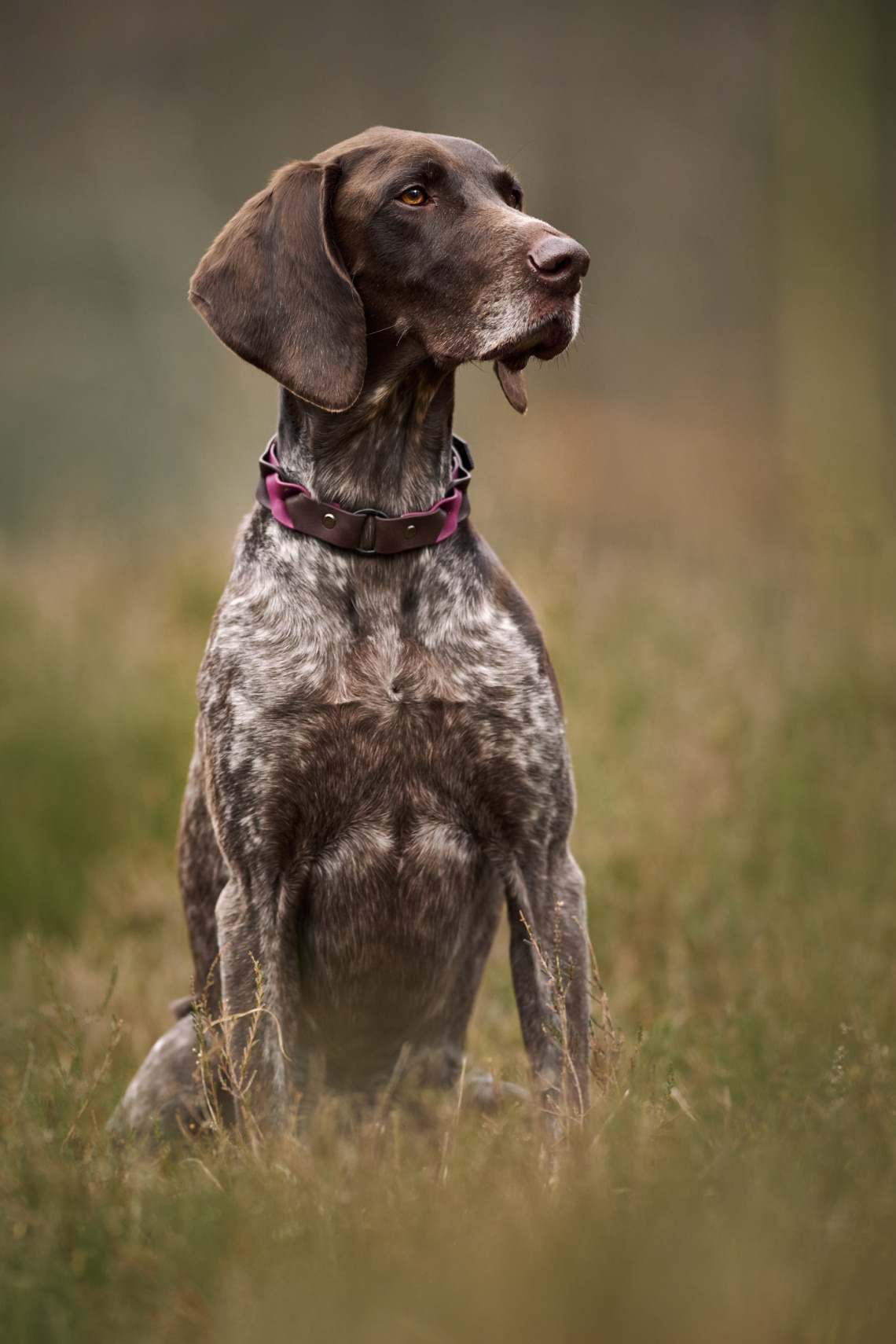 Rövidszőrű német vizsla
