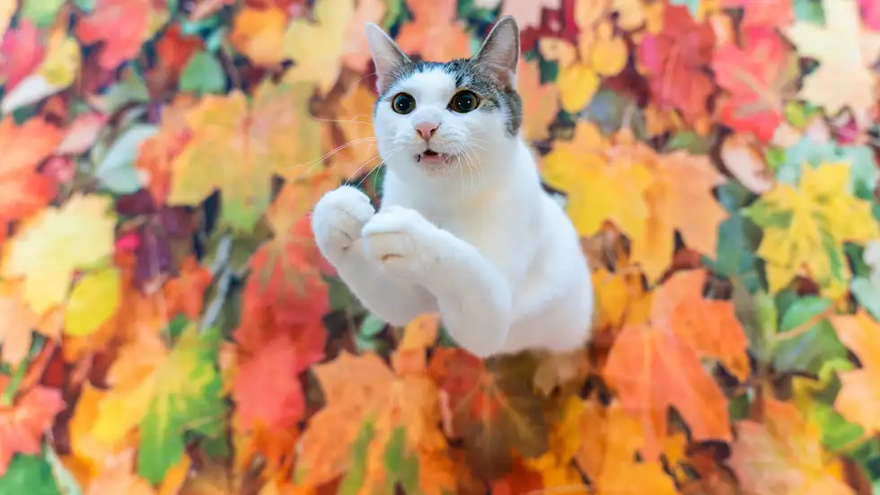 Légyszi!