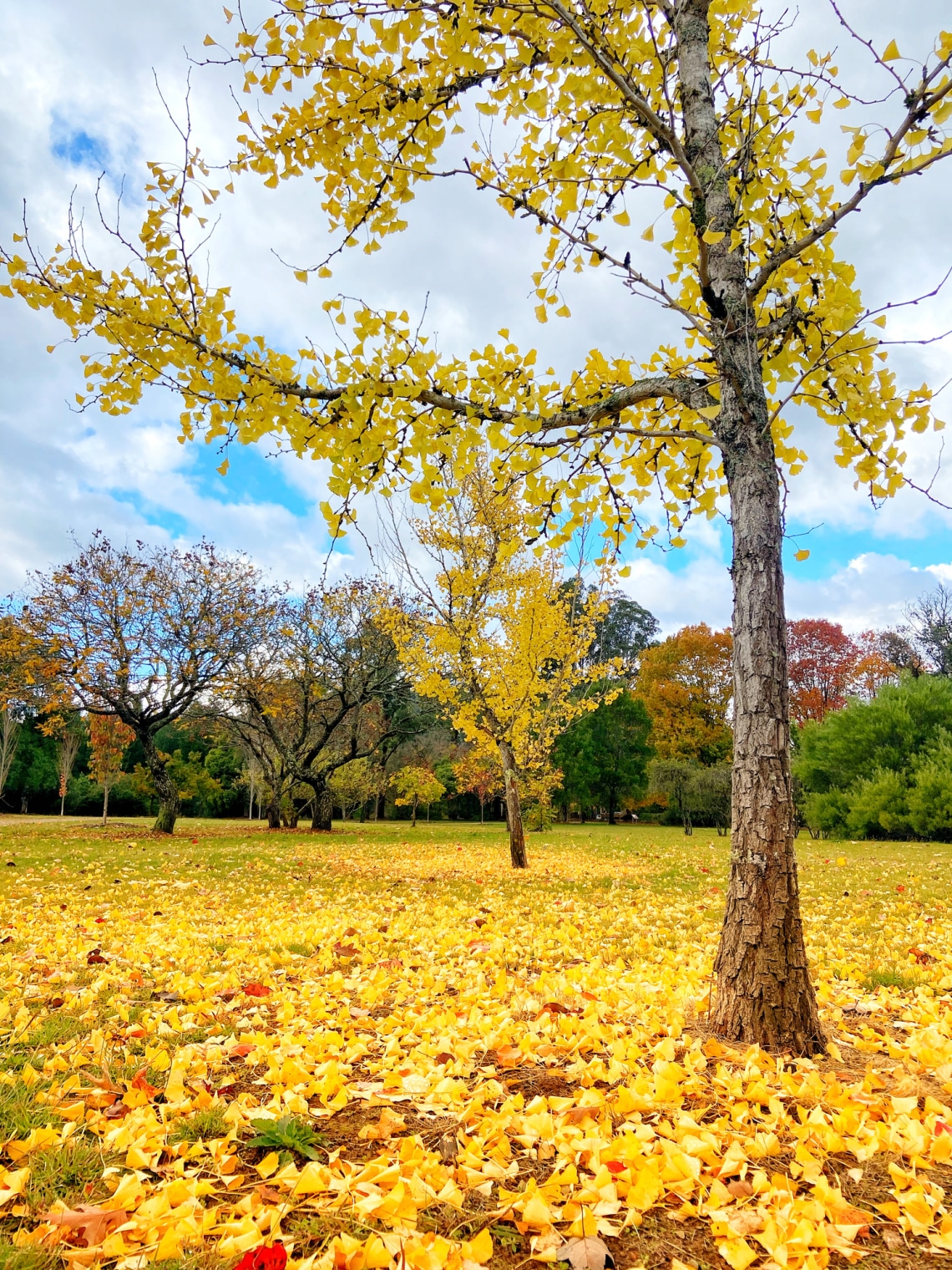 Ginkgo biloba