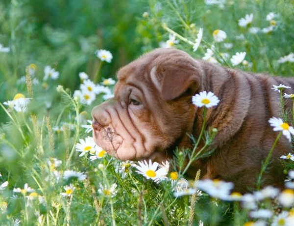 A 10 legfurcsábban kinéző kutyafajta – de éppen emiatt annyira cukik!