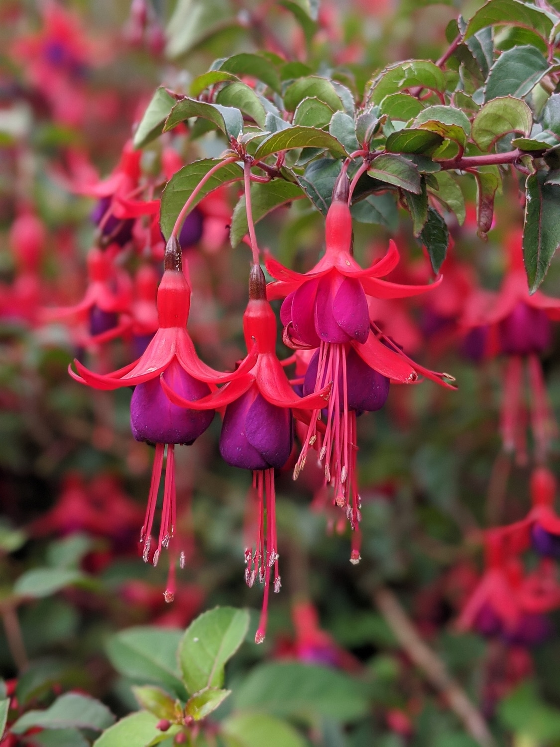 Fukszia (Fuchsia)