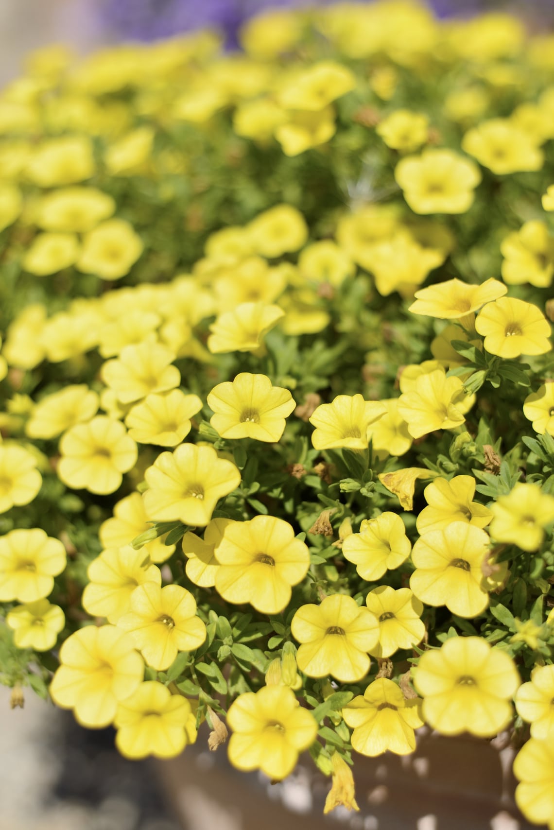 Dúsvirágú petúnia (Calibrachoa hybrid)