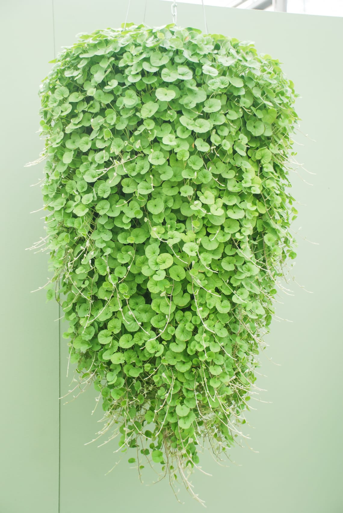Ezüstös pázsitszulák (Dichondra argentea)