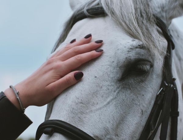A papagáj, aki megmentette a kisbabát a fuldoklástól – hősies állat történetek
