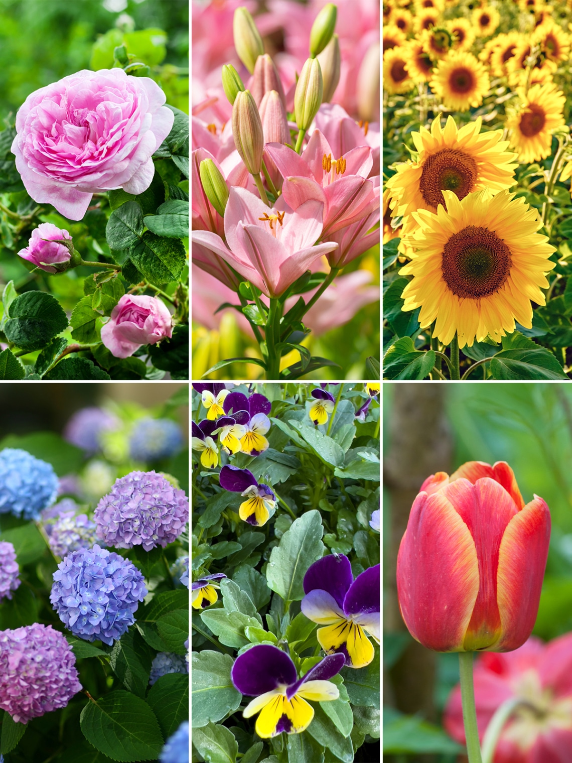 Válassz egy virágot és nézd meg, mit jósol neked augusztusra!