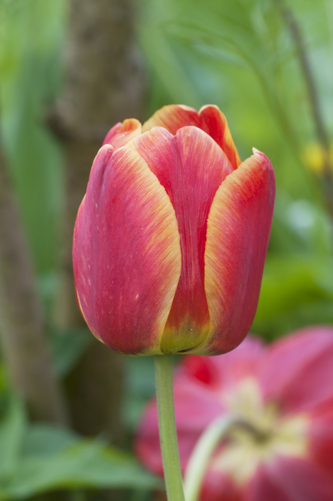Ha a tulipánt választottad