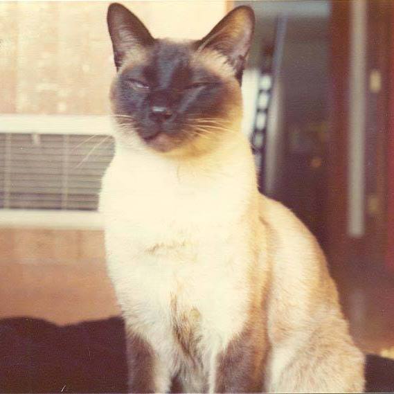 Chester, más néven F.D.C. Willard