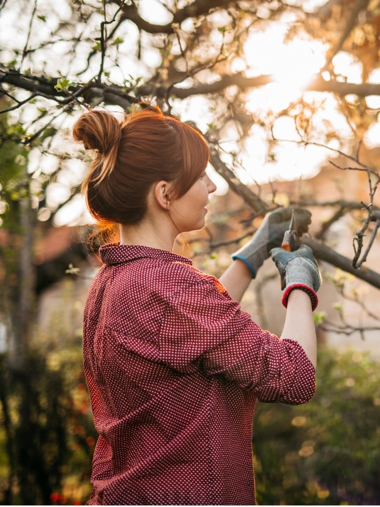 Cserjék és fák metszése
