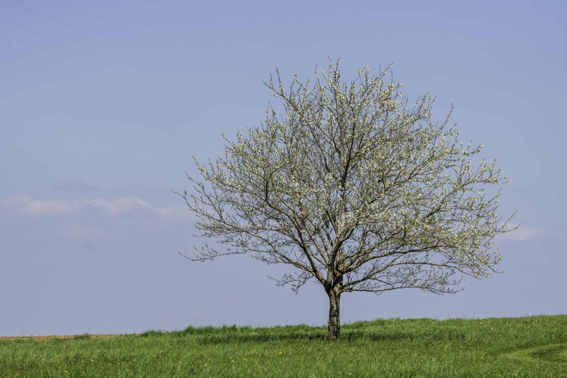 Válassz egy fát a képről! Fontos dolgot árul el a személyiségedről
