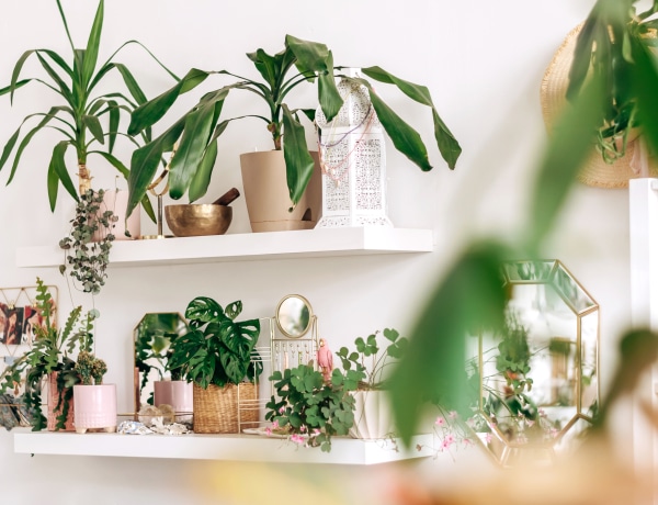 8 ötletes módszer a szobanövények tárolására