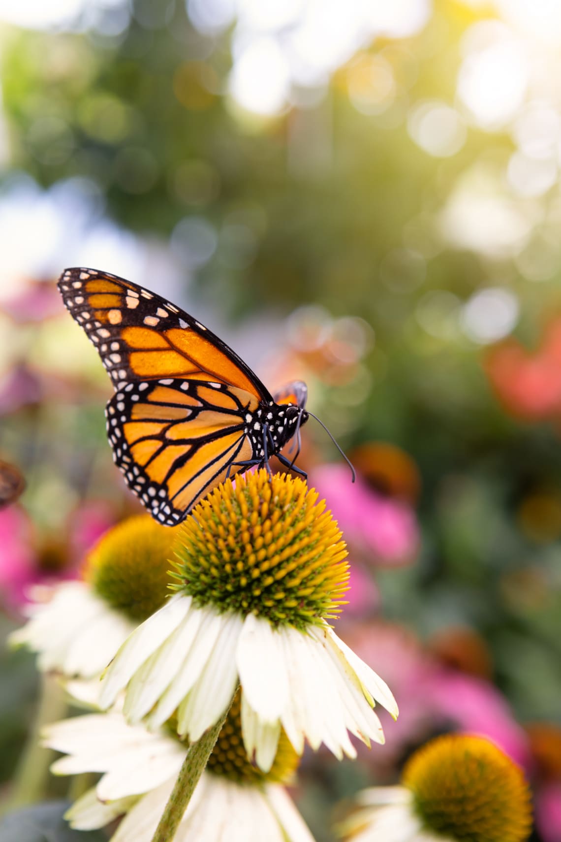 Pompás királylepke, 4800 kilométer