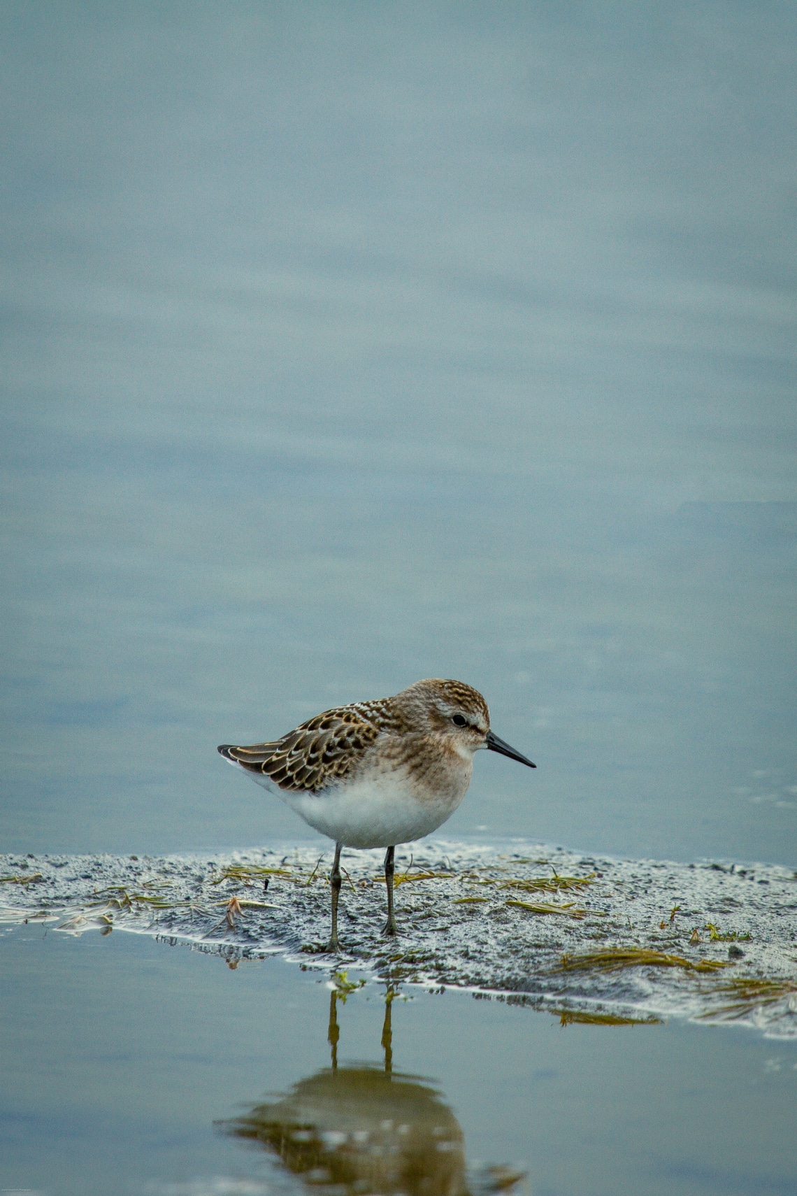 Kis partfutó, 5300 kilométer