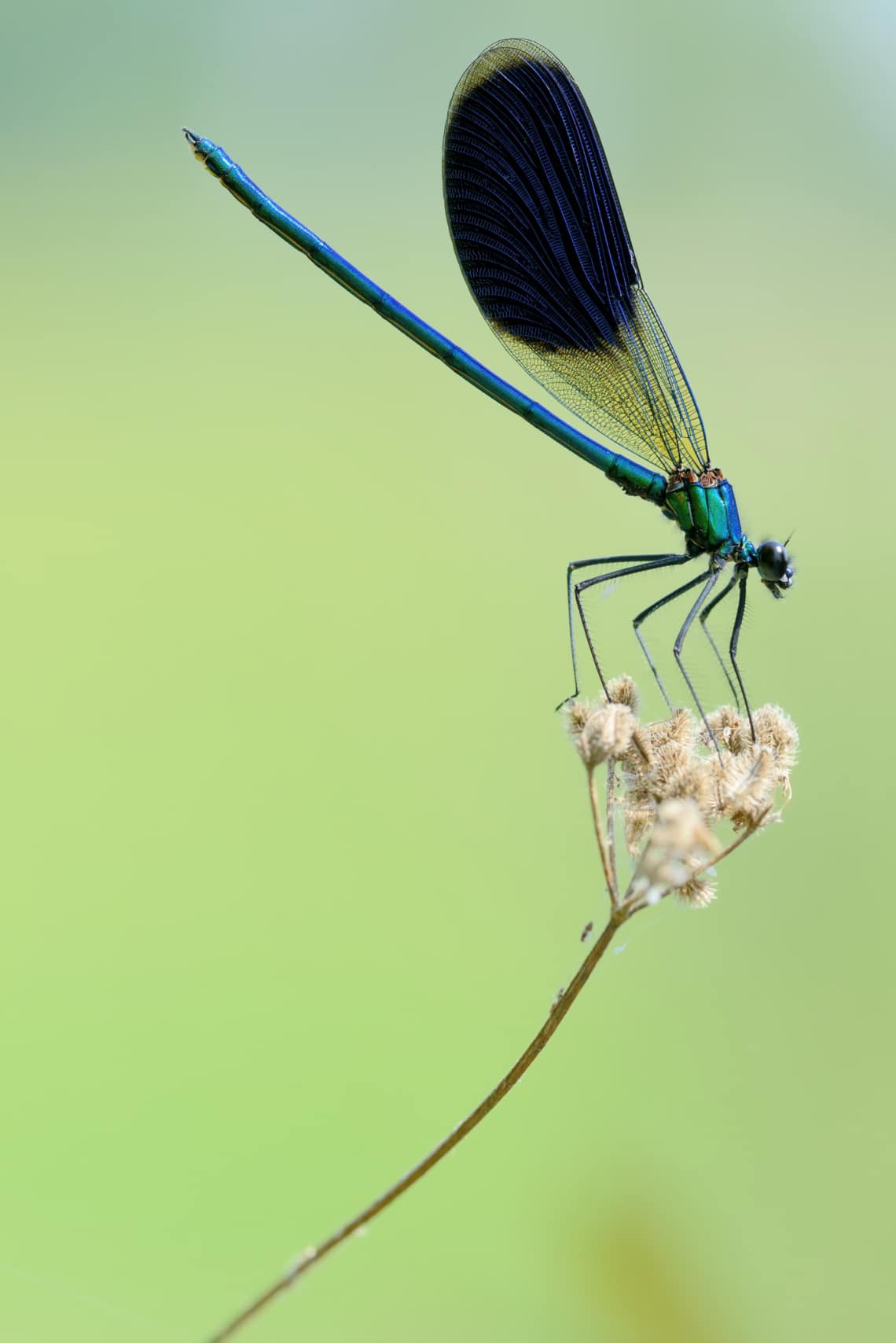 Szitakötő, 17000 kilométer