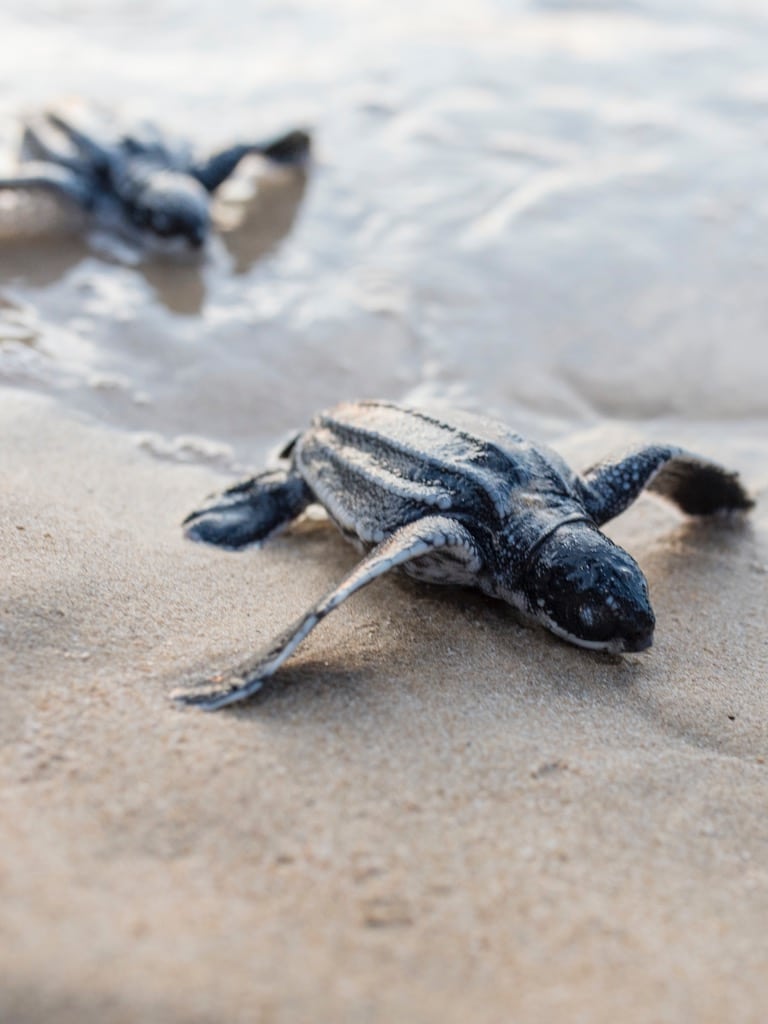 Kérgesteknős, 20000 kilométer