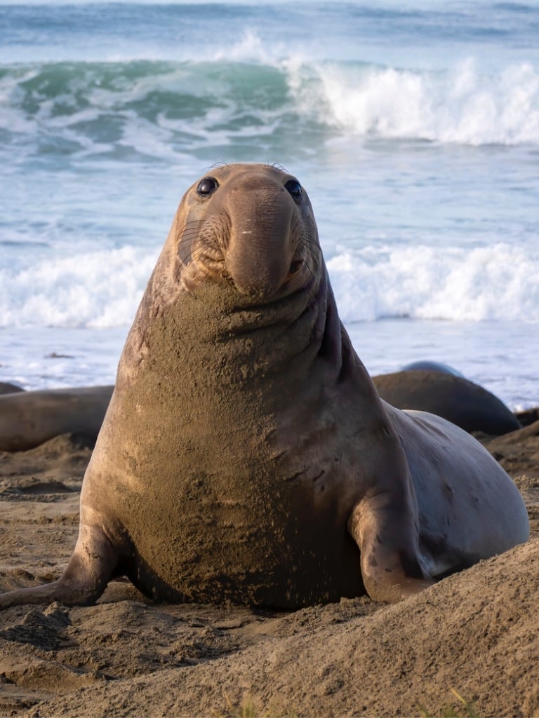 Északi elefántfóka, 21000 kilométer