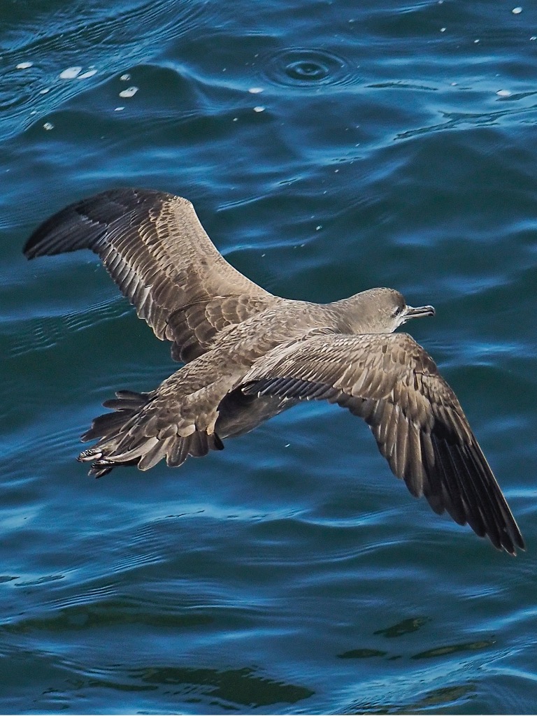 Szürke vészmadár, 65000 kilométer