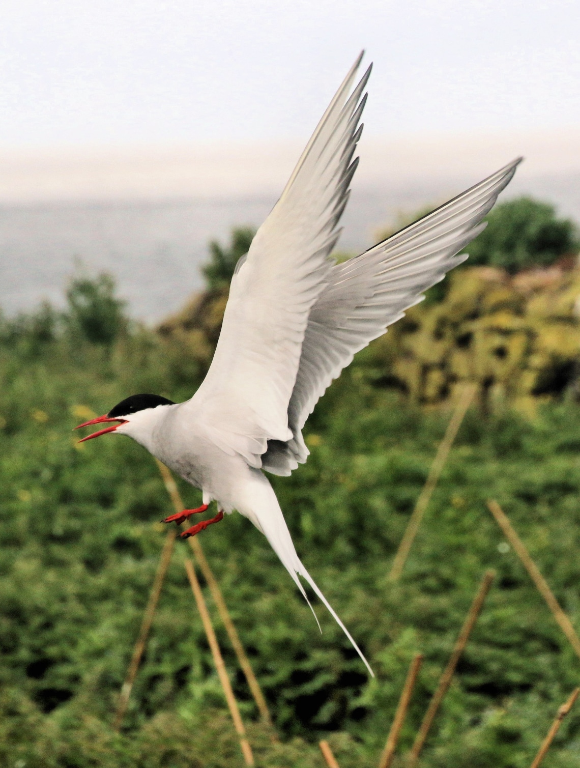 Sarki csér, 71000 kilométer