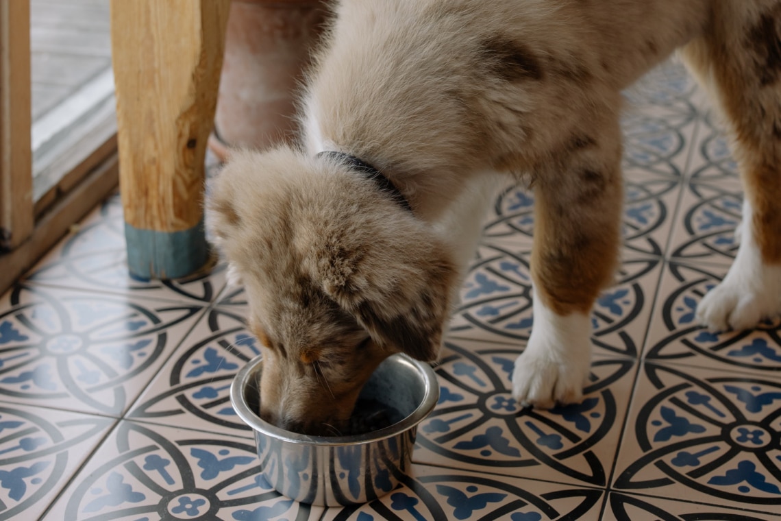 Speciális táplálkozási szükségletek – milyen az ideális kutyatáp kedvencünk számára?