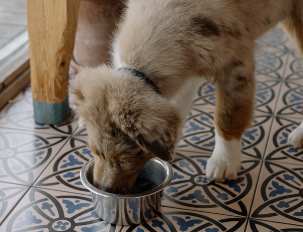 Speciális táplálkozási szükségletek – milyen az ideális kutyatáp kedvencünk számára?