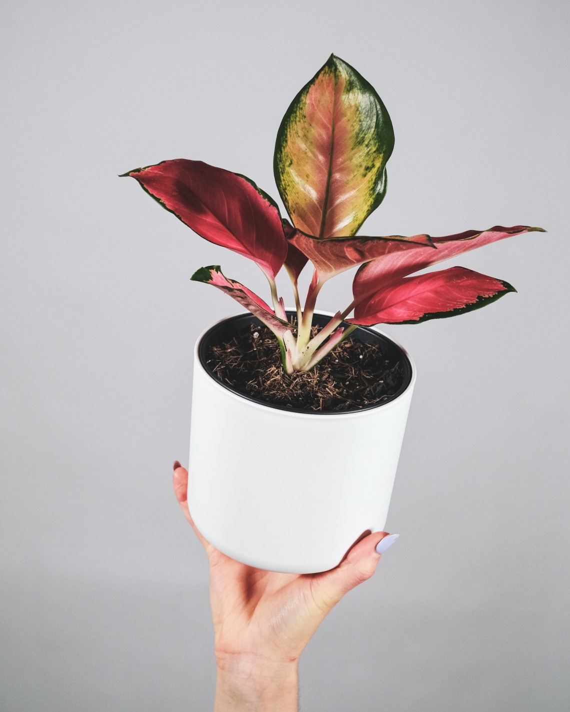 Rákvirág (Aglaonema)