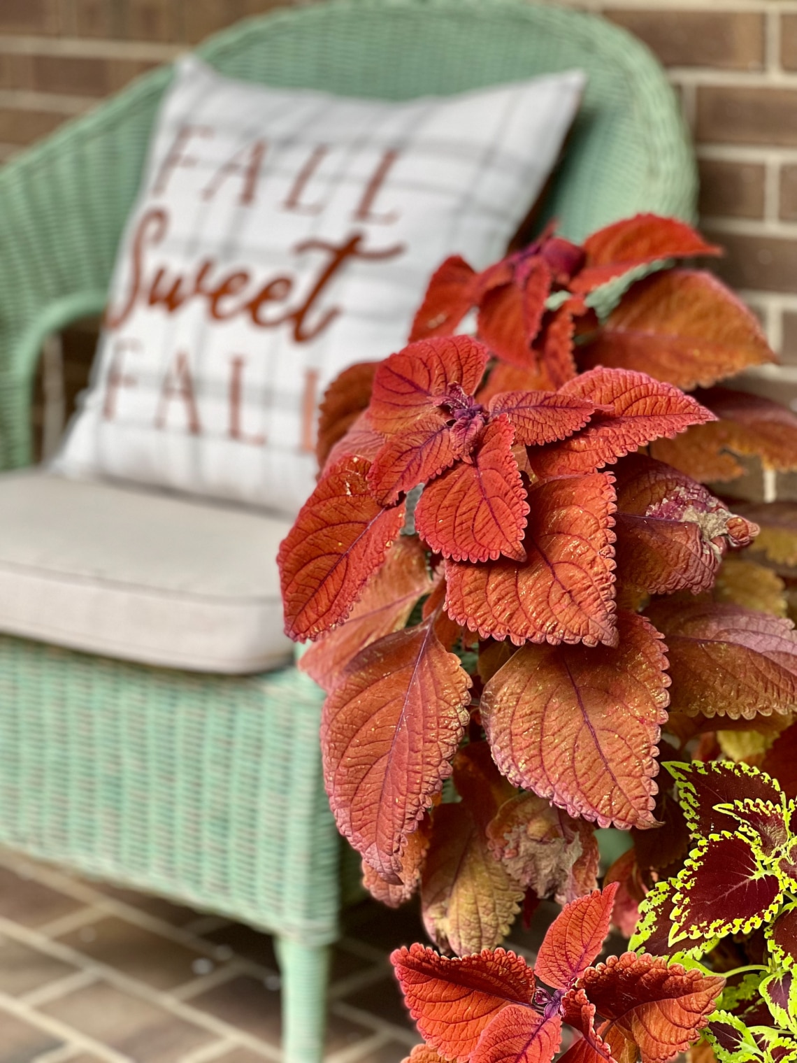 Díszcsalán (Coleus)