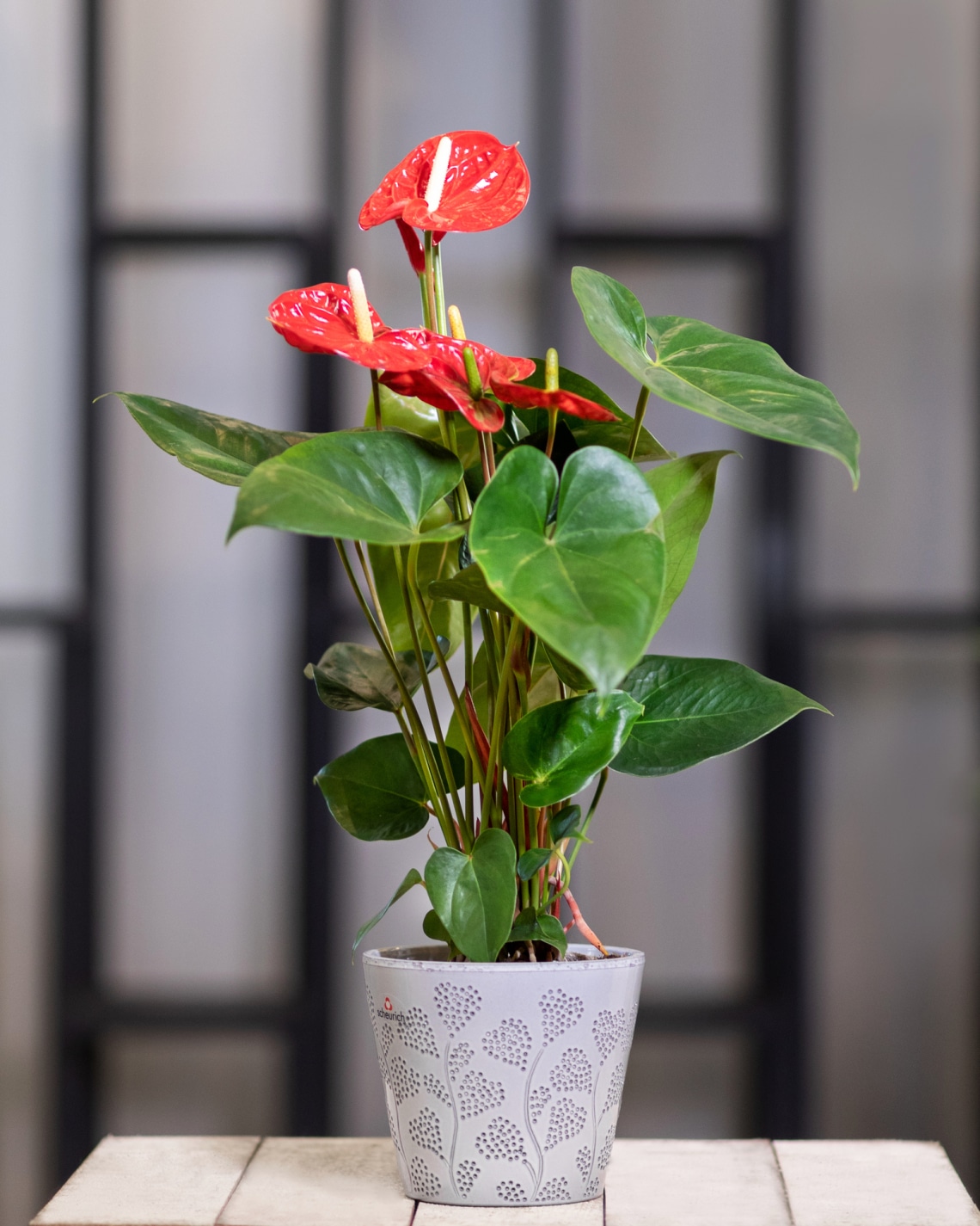 Flamingóvirág (Anthurium)