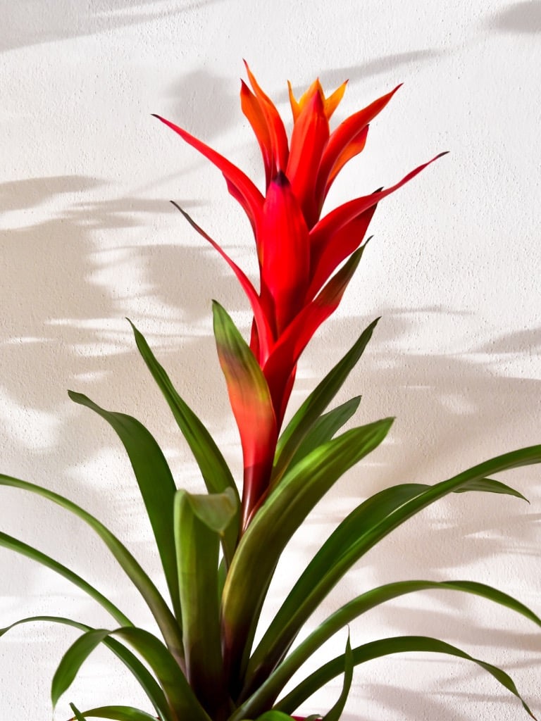 Guzmán bromélia (Guzmania)