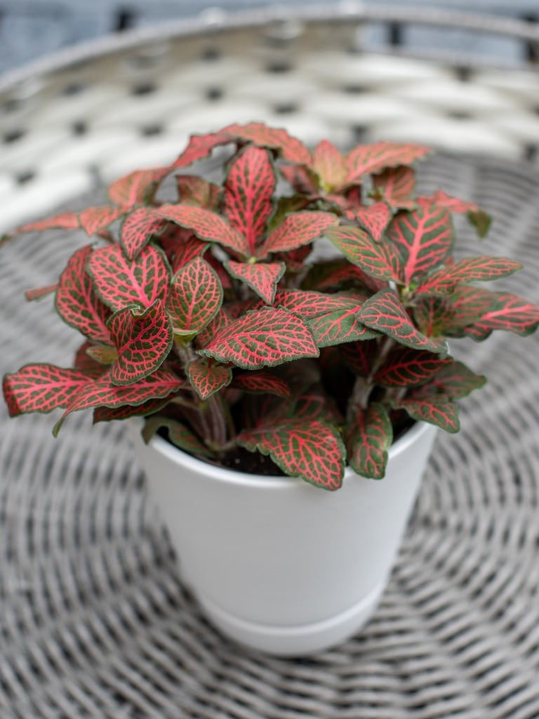 Hálóslevél (Fittonia)