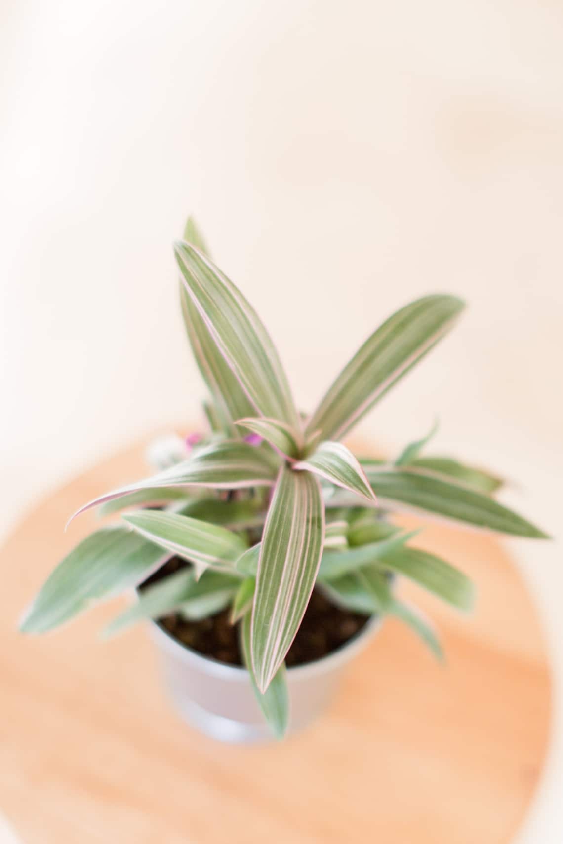 Csokrosinda/ zöldike (Chlorophytum)