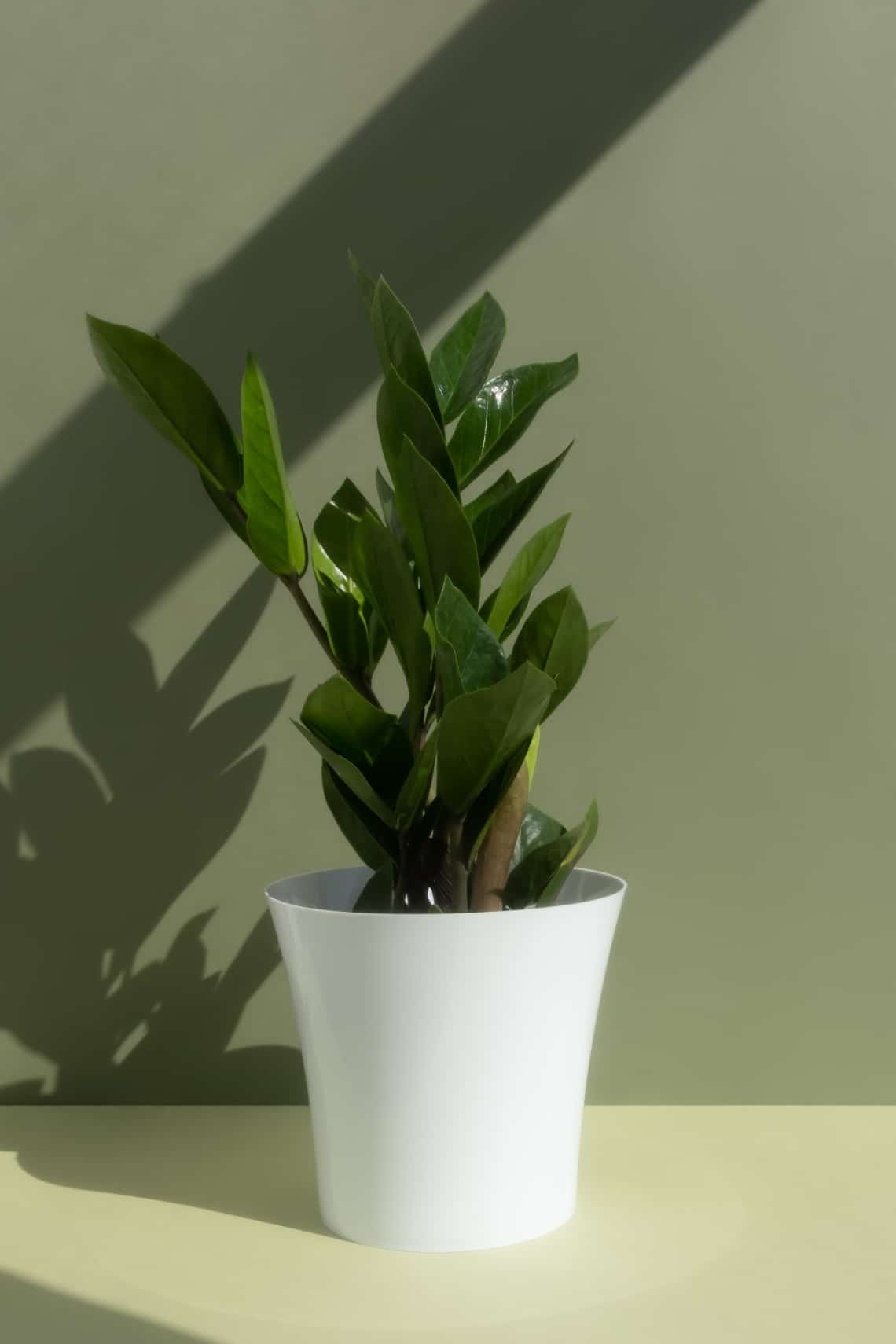 Agglegénypálma (Zamioculcas zamiifolia)