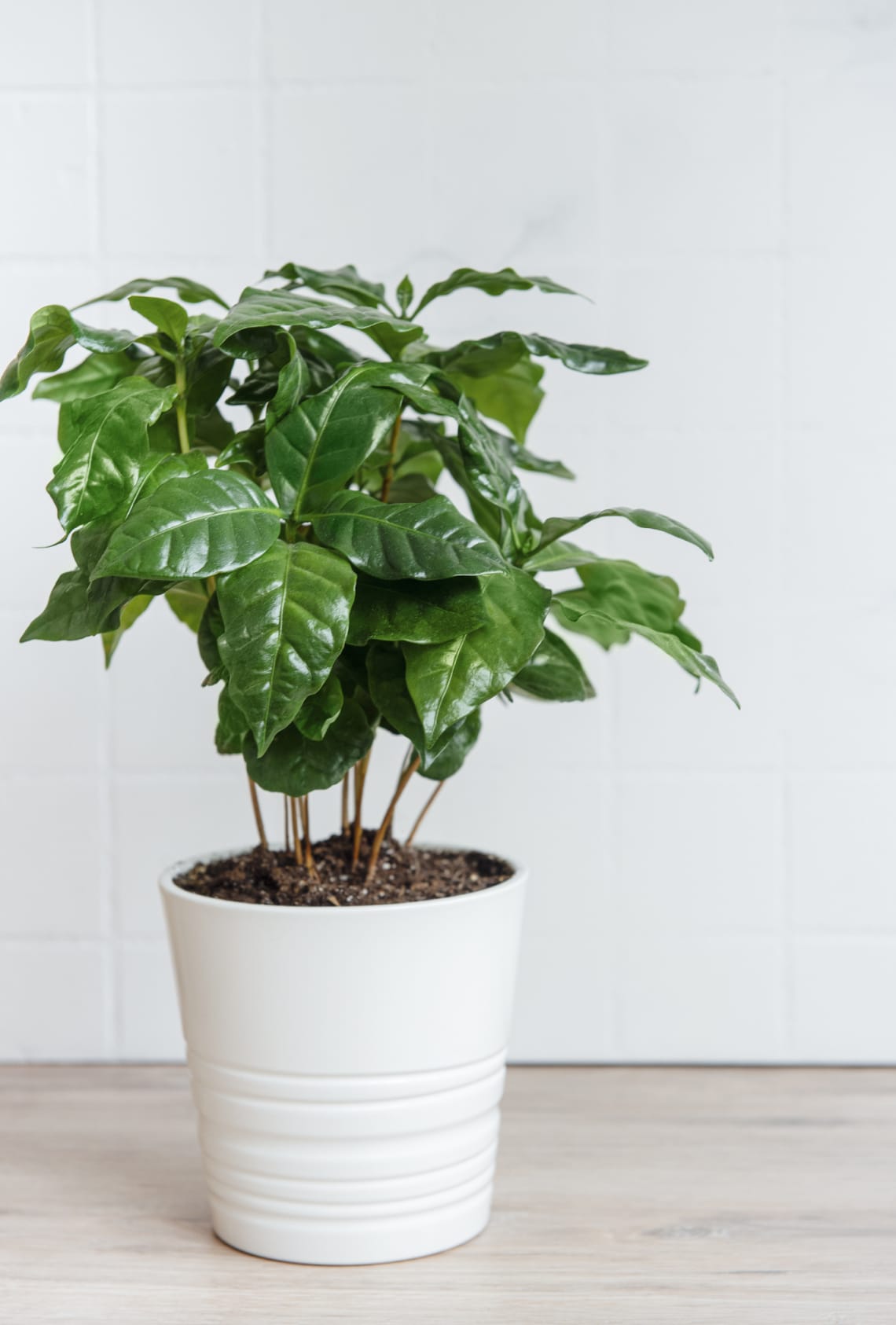 Kávécserje (Coffea arabica)