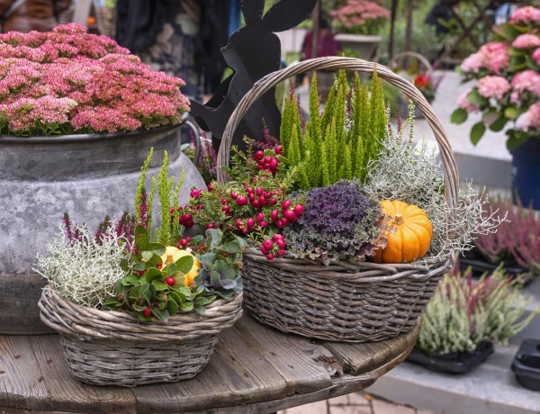 Ezeket a növényeket soha ne ősszel ültesd el