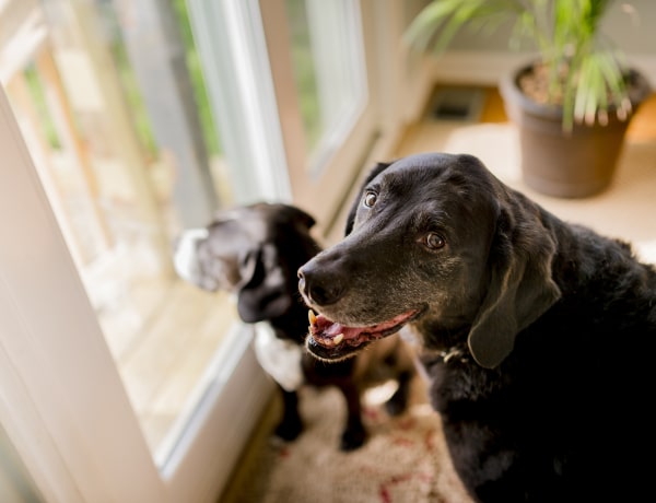 A szomorú ok, amiért a fekete kutyákat és macskákat ritkábban fogadják örökbe