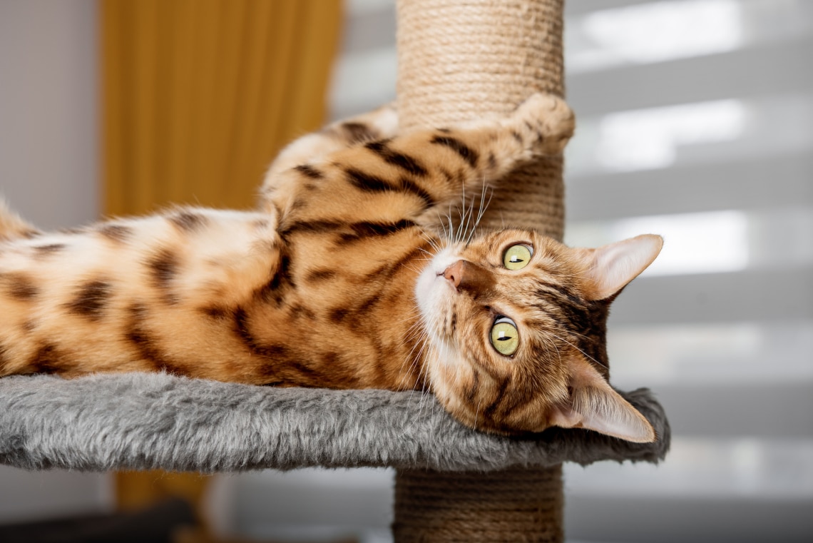 5 ellenállhatatlanul cuki macskabútor, a függőágytól a „fakutyáig”