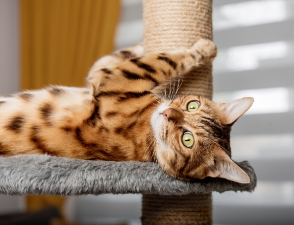 5 ellenállhatatlanul cuki macskabútor, a függőágytól a „fakutyáig”