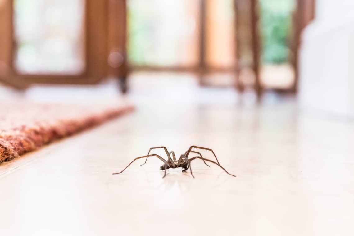 Amit mindig tudni akartál a pókokról: valóban belemásznak a szánkba éjjel? 