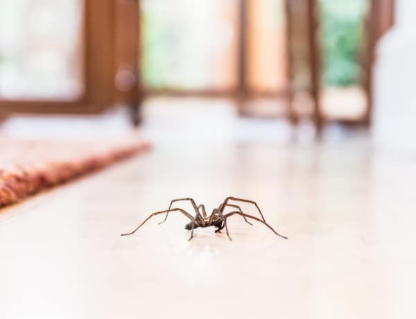 Amit mindig tudni akartál a pókokról: valóban belemásznak a szánkba éjjel? 