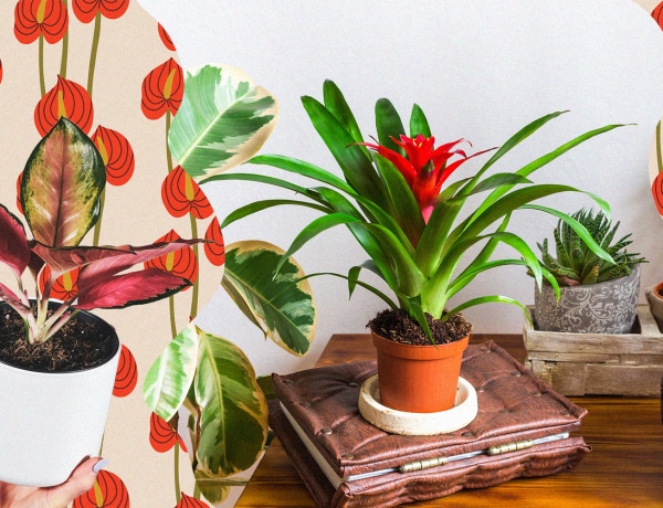 6 őszies színű szobanövény, amivel becsempészheted az évszak hangulatát az otthonodba