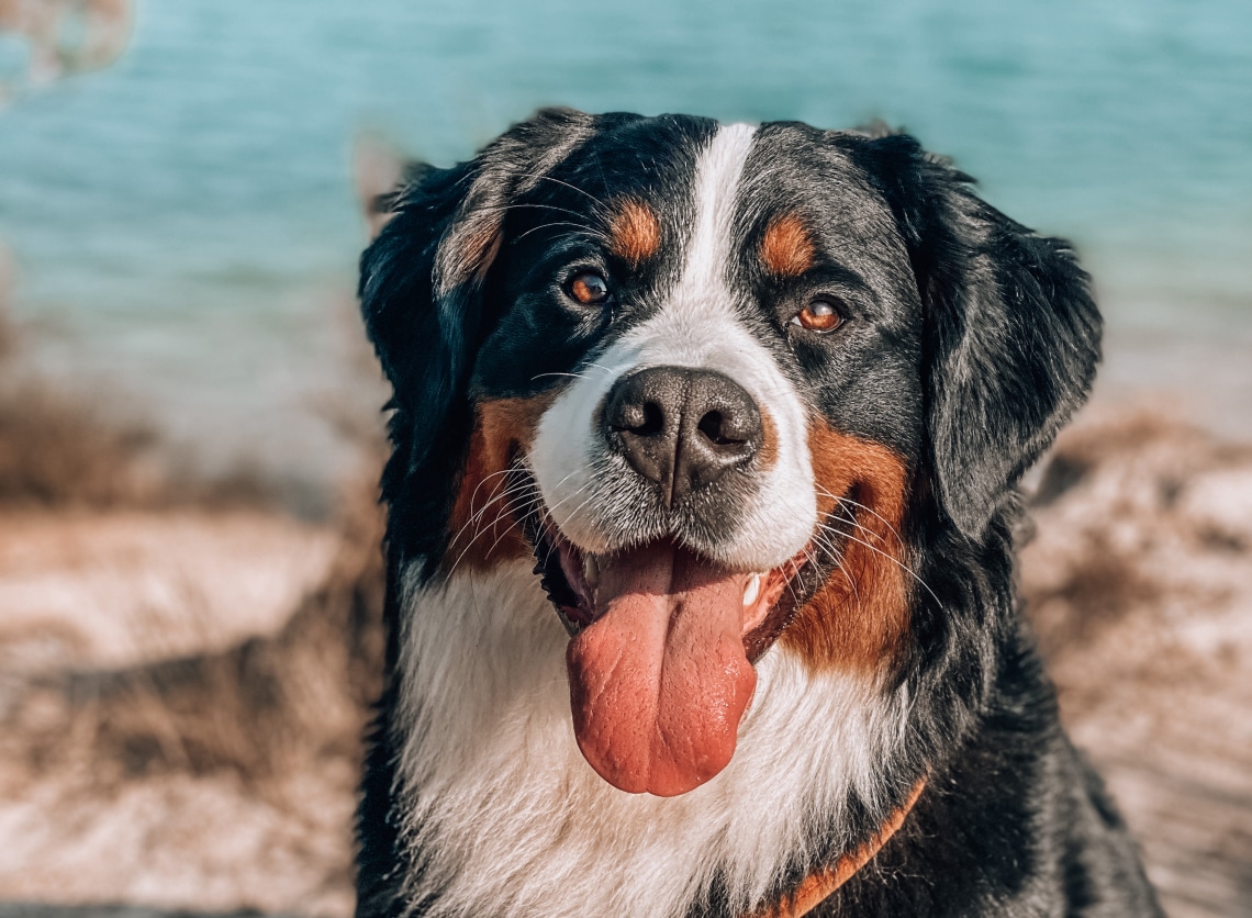 Íme a 8 legnyugodtabb kutyafajta