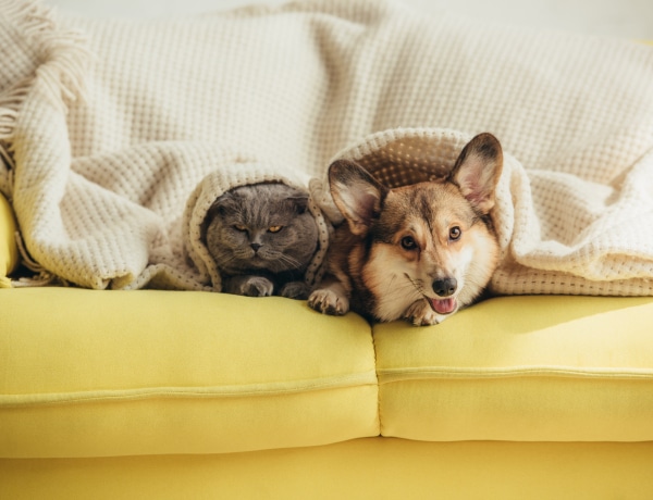A kutya vagy a macska örül jobban a gazdinak? Egy kutatás kimutatta