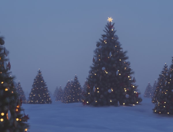 Melyik karácsonyfát választod? Ilyen különleges tulajdonságot árul el rólad