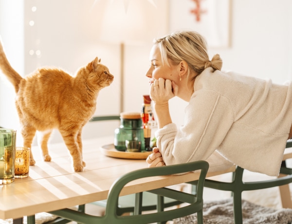 Ha nem ért valamit, hátrahúzza a füleit. 5 cica testbeszéd és jelentése