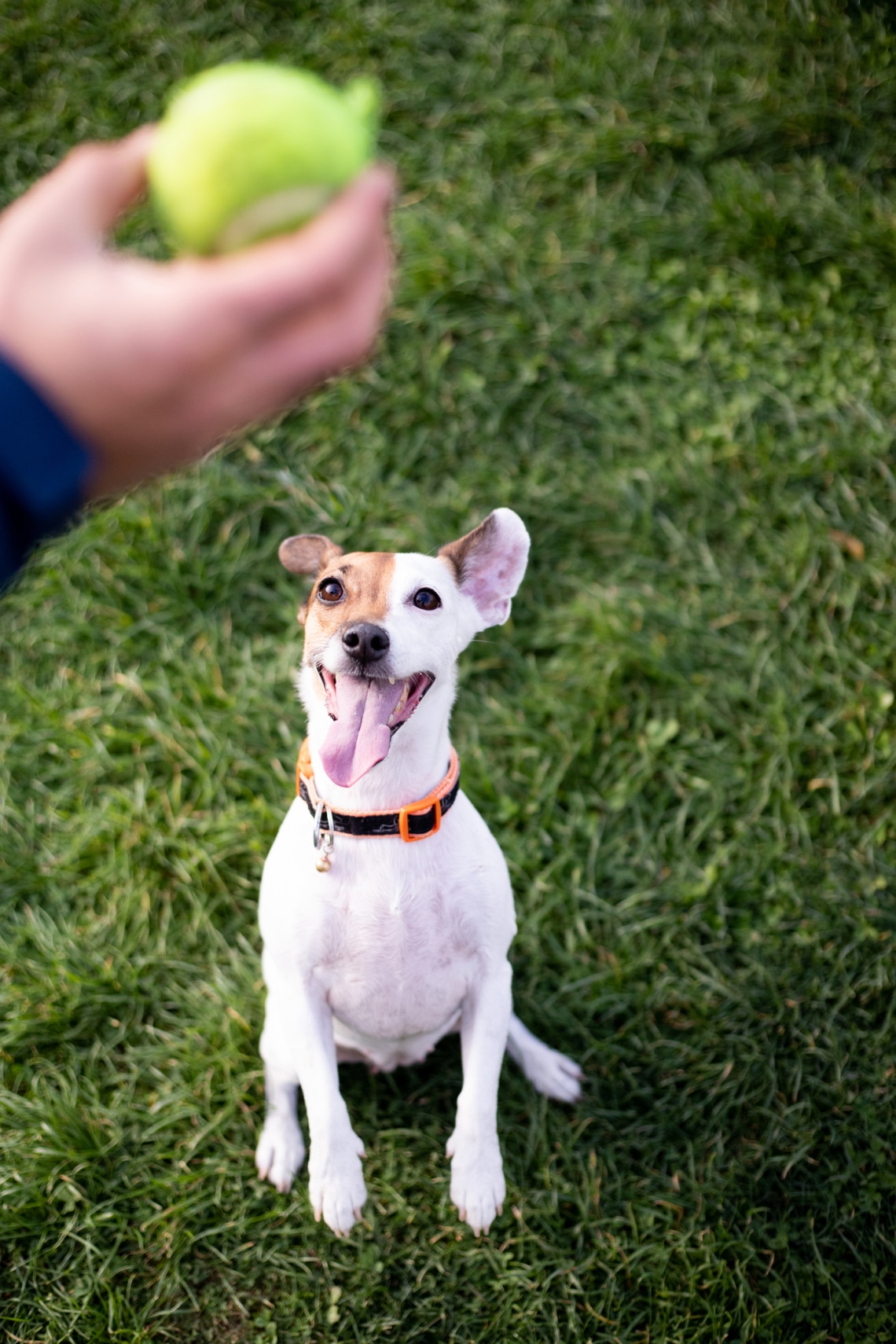 Jack Russell Terrier