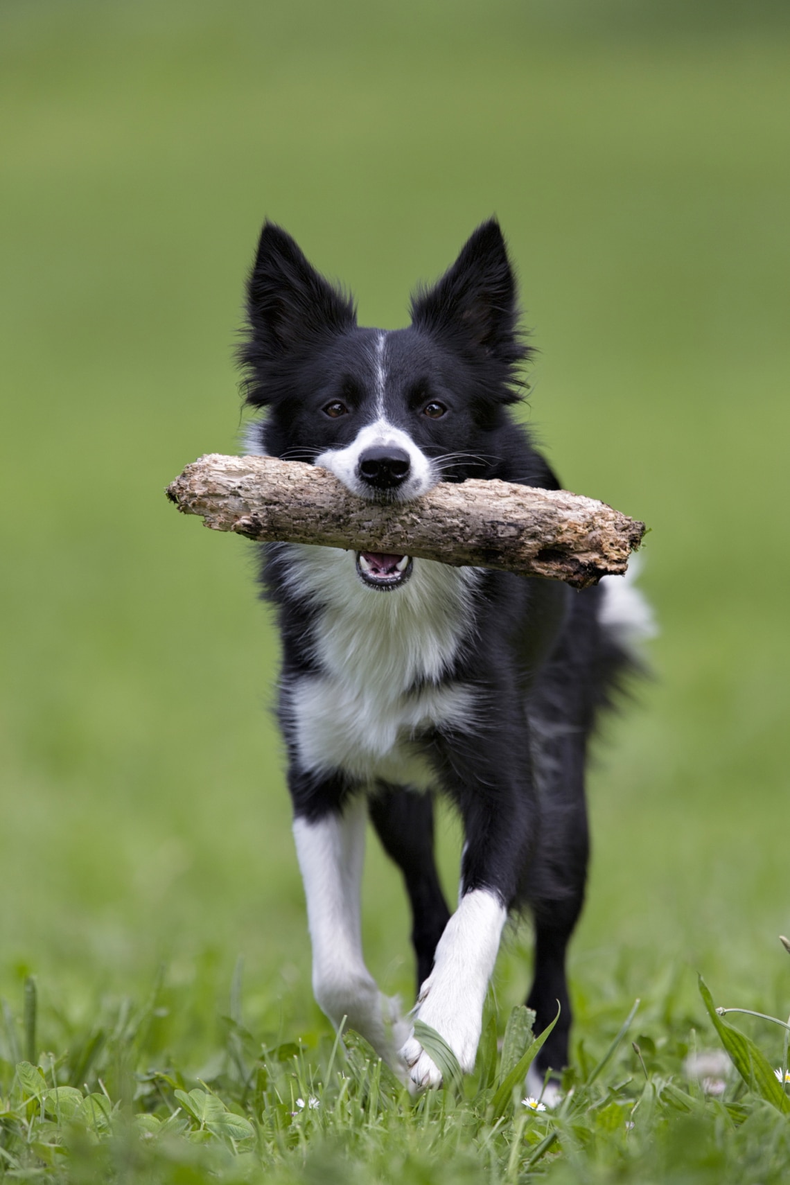 Border Collie